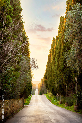 Bolgheri famous cypresses trees straight boulevard landscape. Maremma landmark, Tuscany, Italy, Europe. photo