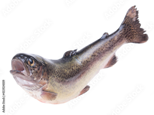 Trout fish on white background