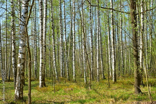 Fototapeta Naklejka Na Ścianę i Meble -  birch forest in spring