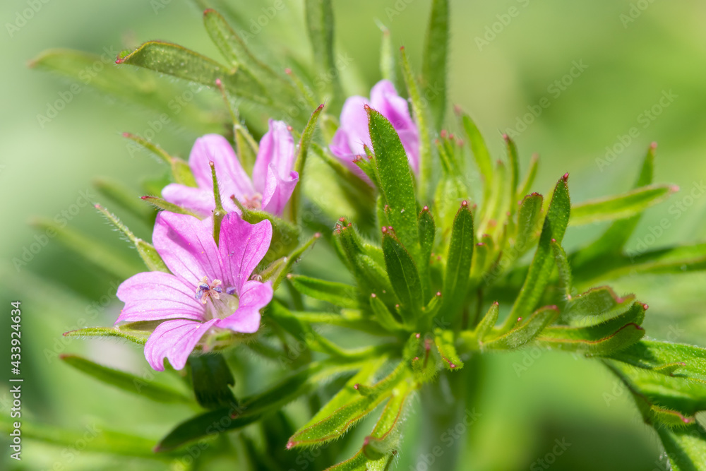 Macro shot of long stalked geranium (geranium columbinum) flowers in bloom Macro shot of long stalked geranium (geranium columbinum) flowers in bloom