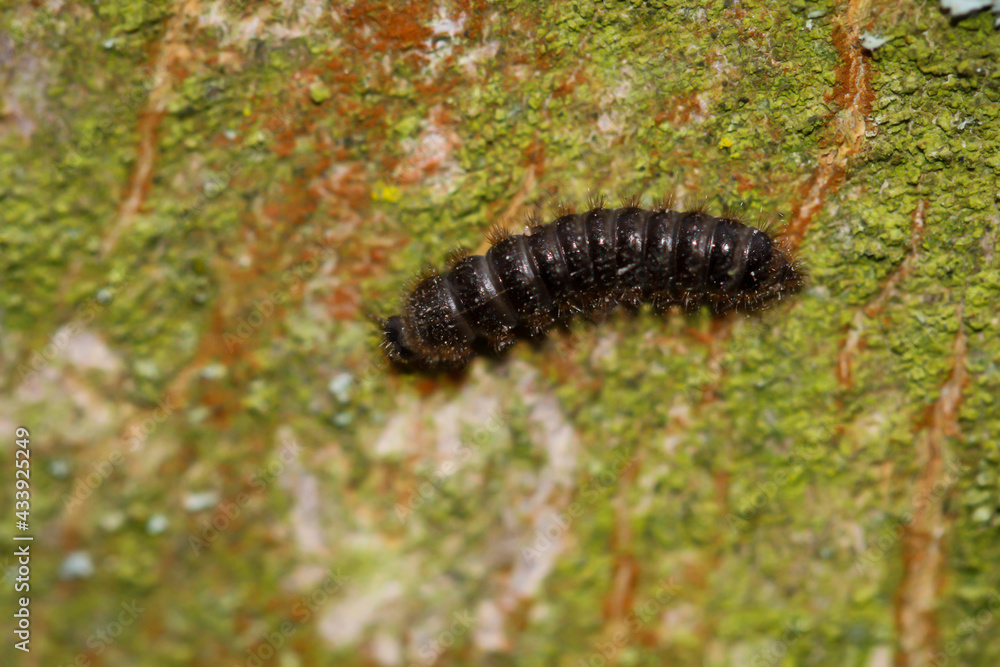Eine Raupe eine Schmetterlings läuft im Frühjahr über die Rinde eines Baumes.
Eine Raupe eine Schmetterlings läuft im Frühjahr über die Rinde eines Baumes.
