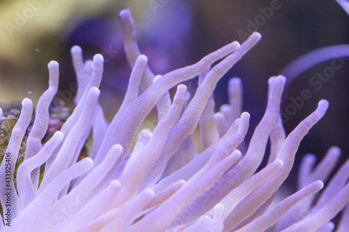 Eine wunderschöne Anemone in einem Meerwasseraquarium.

