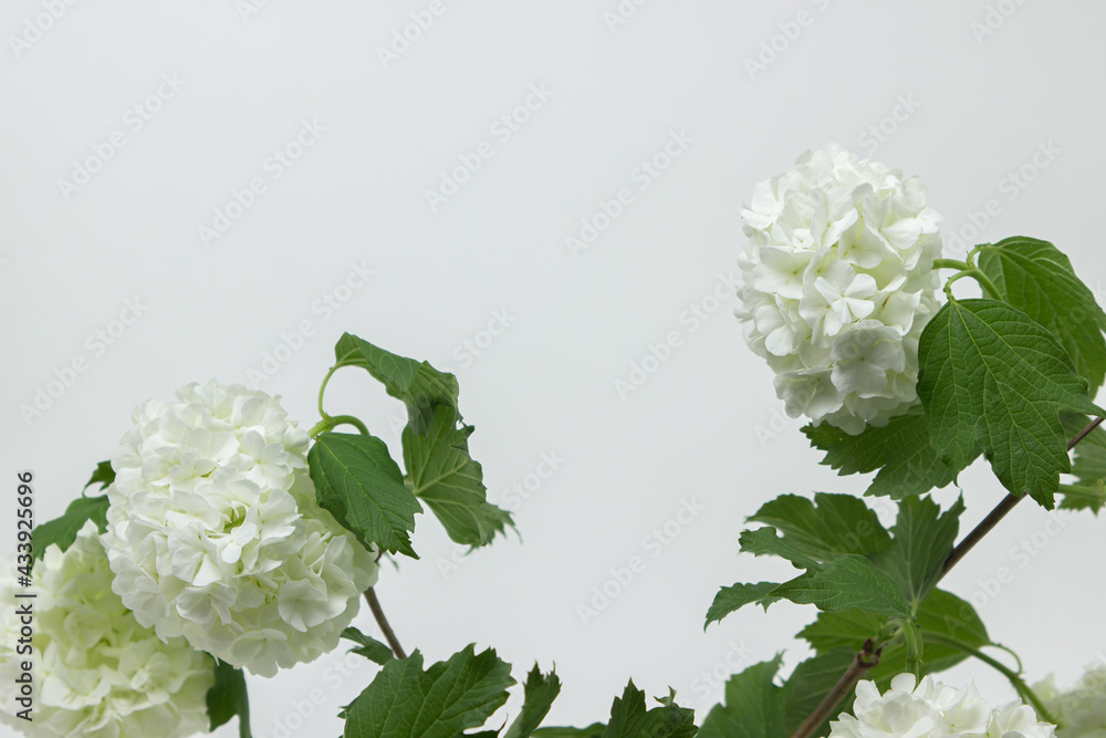 White flowers on a white background. Delicate white flowers on a light background. Spring flowers White flowers on a white background. Delicate white flowers on a light background. Spring flowers