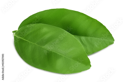 Citrus leaf isolated on white background with clipping path and full depth of field