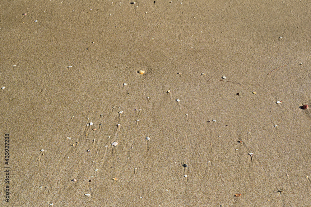 Sand texture on the beach. Crushed shells. Sand texture on the beach. Crushed shells.