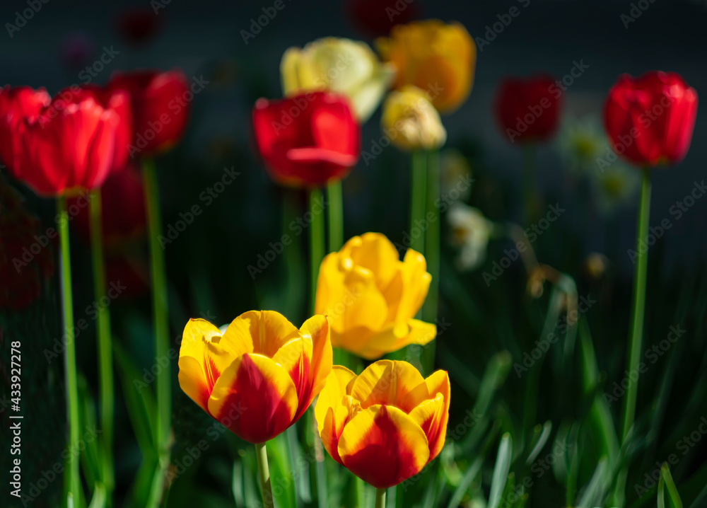 Fototapeta premium Orange tulips on a dark background.