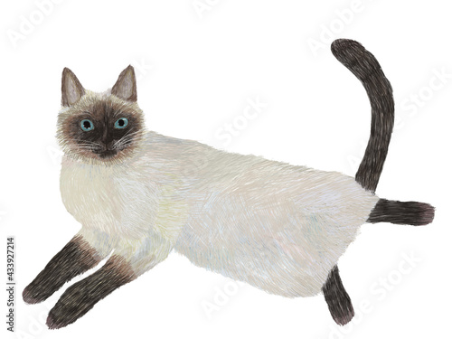 人間を誘惑するおっぴろげ猫シャム
