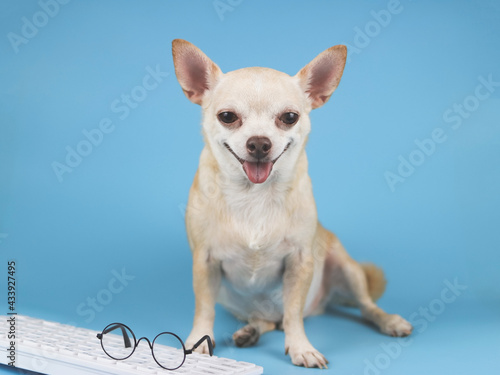 brown Chihuahua dog  sitting with computer keyboard with eye glasses on it, smiling and  looking at camera. © Phuttharak