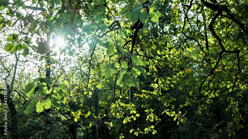 Beautiful trees and green leaves seen from the bottom in a sunny spring camping day at Seraidi - Algeria Beautiful trees and green leaves seen from the bottom in a sunny spring camping day at Seraidi - Algeria