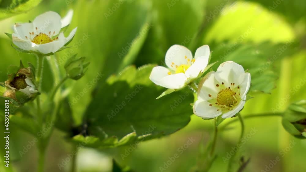 Small white strawberry flowers in the garden Small white strawberry flowers in the garden