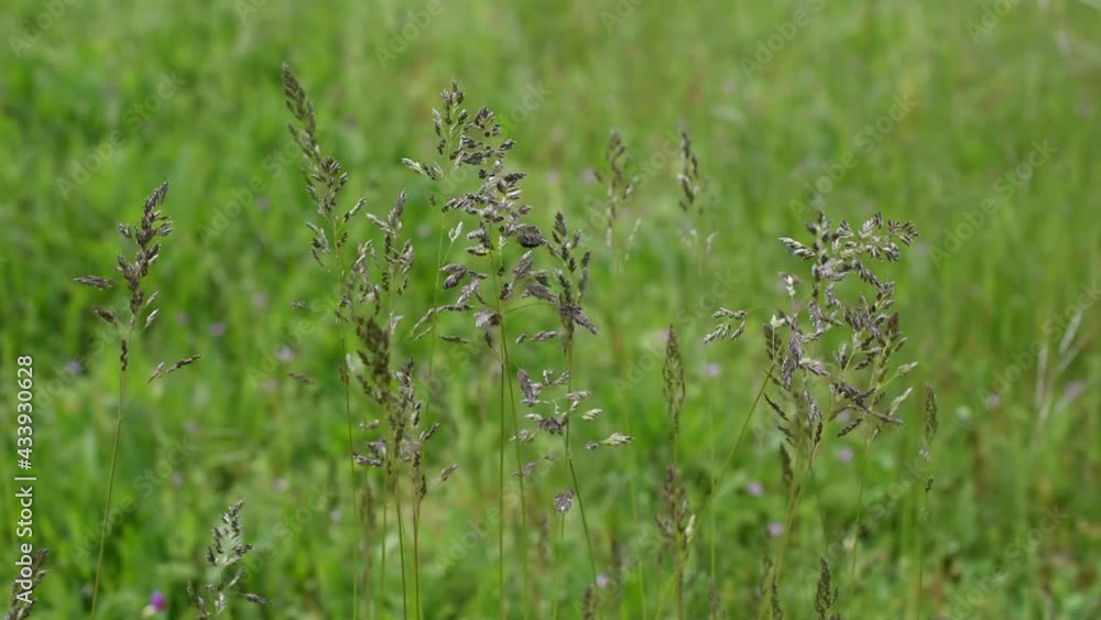 Closeup of the grass swinging in the wind Closeup of the grass swinging in the wind