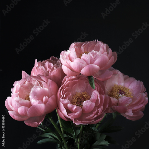 Fototapeta Naklejka Na Ścianę i Meble -  Bellissimi fiori di peonie rosa isolati su sfondo scuro.