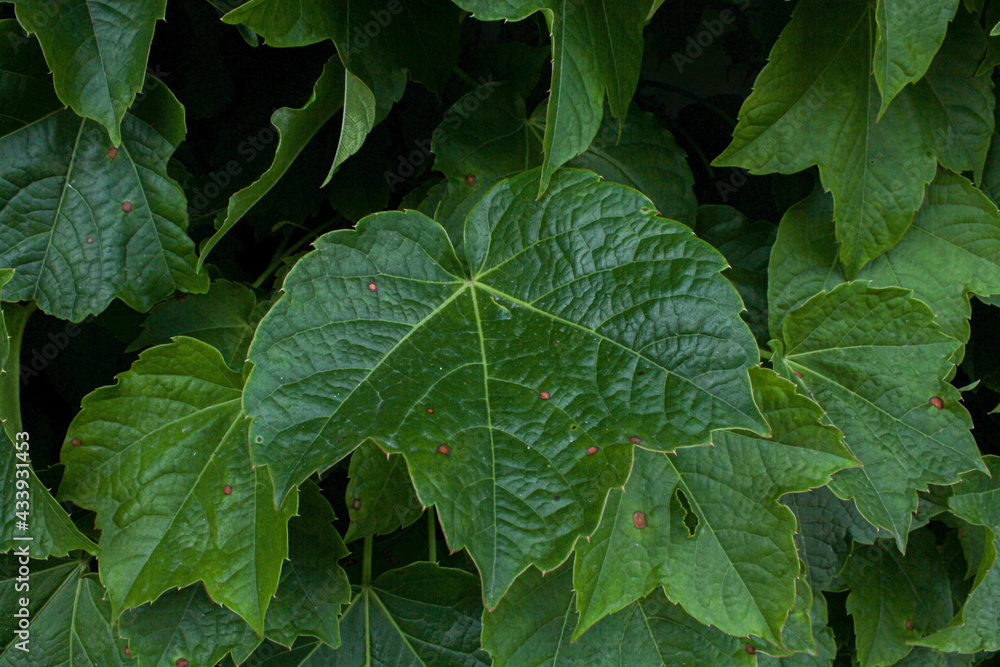 Wallpaper Green Ivy leaves Wallpaper Green Ivy leaves