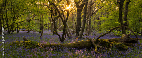 Fotografie Sun setting through the trees in bluebell woodland on the low weald Polegate Eas