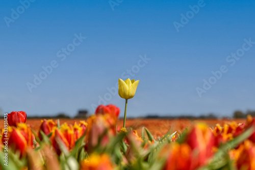 Julianadorp, the Netherlands. May 7, 2021. One of a kind. A close up of a yellow tulip amongst a field of orange tulips near Julianadorp.