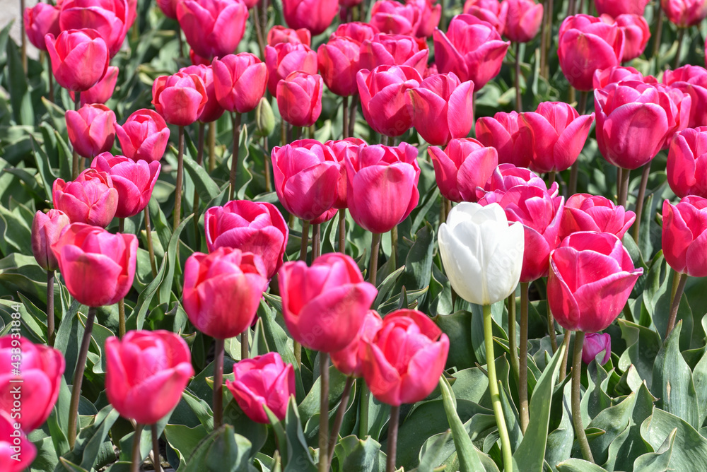 Julianadorp, the Netherlands. May 7, 2021. A field of violet tulips with one with tulip near Julianadorp, the Netherlands. Julianadorp, the Netherlands. May 7, 2021. A field of violet tulips with one with tulip near Julianadorp, the Netherlands.