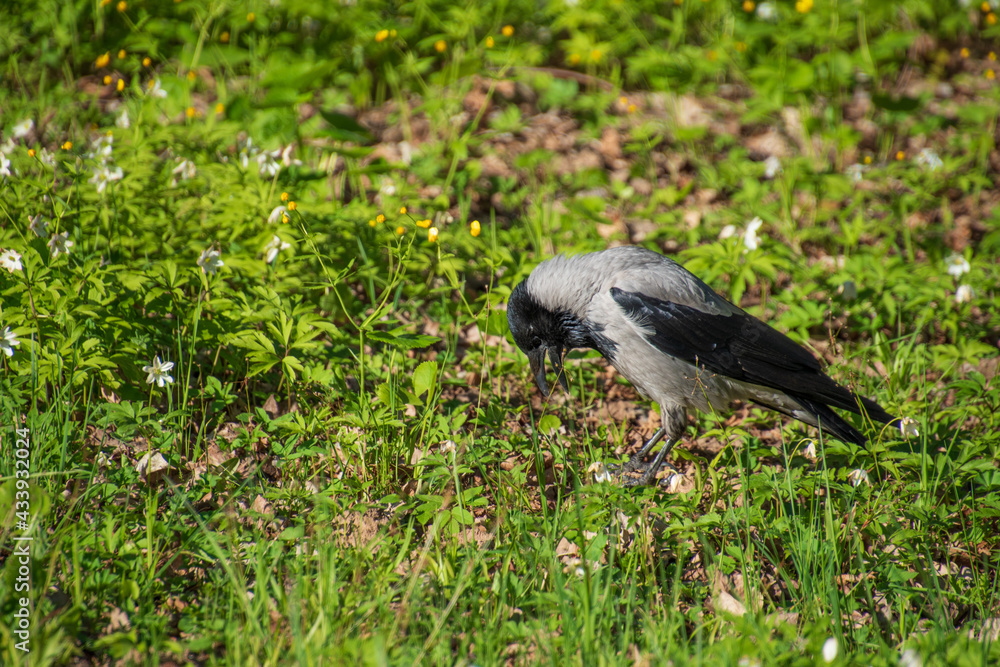 Naklejka premium The crow looks open at the ground. Open beak.......