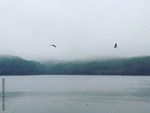 Photography birds on the lake