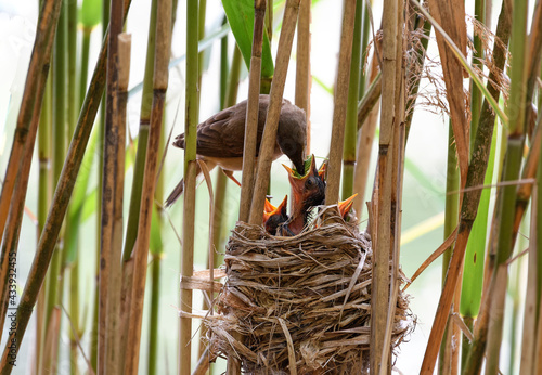 Photography mother bird feeding joung birds in the nest