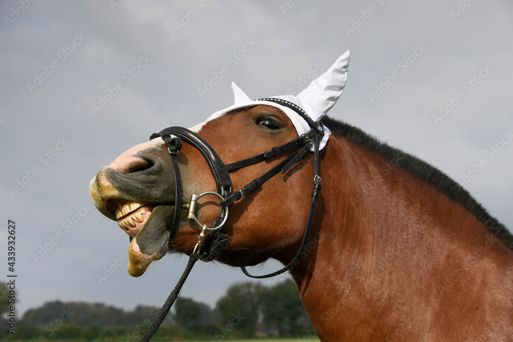Obraz premium portrait of a horse