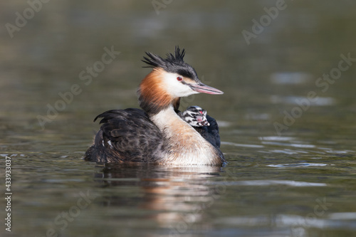 Great crested grebe (Podiceps cristatus) swims in natural habitat with her chicks nice and warm between her feathers.Photographed in the Netherlands.