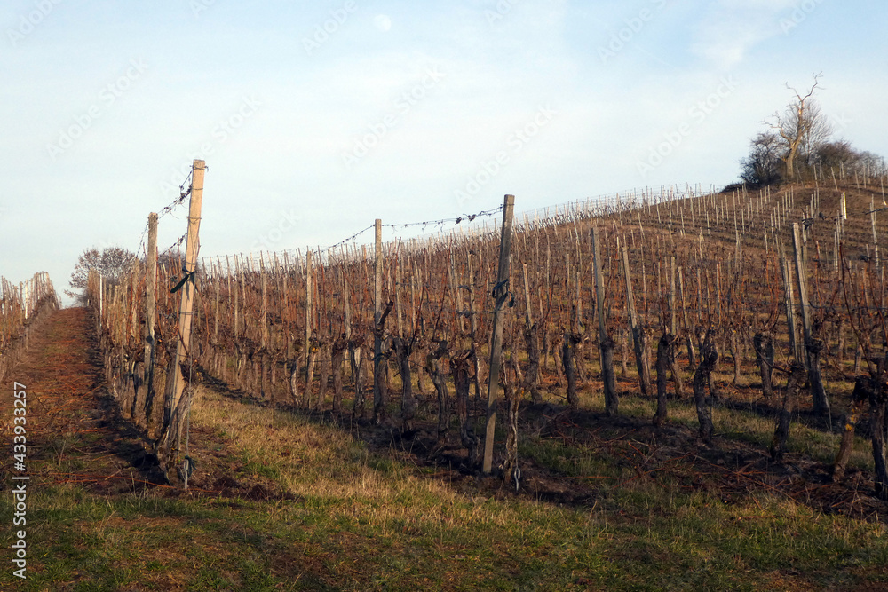 Weinberglage Oberschwarzacher Herrnberg im Herbst Weinberglage Oberschwarzacher Herrnberg im Herbst