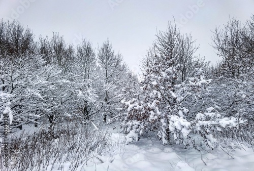 snow covered trees © Nichola