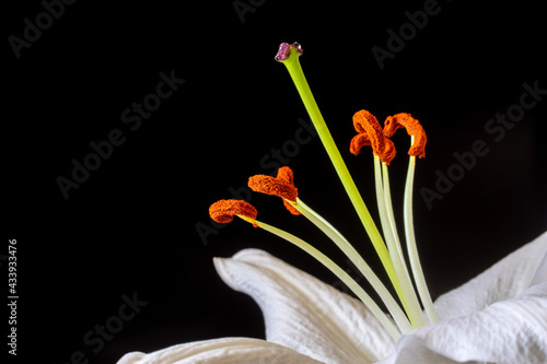 Close up of a white lily flower on a black background. Close up shots.