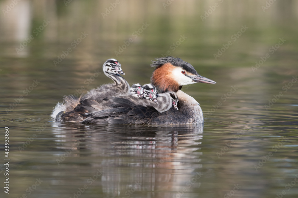Great crested grebe (Podiceps cristatus) swims in natural habitat with her chicks nice and warm between her feathers.
Photographed in the Netherlands. Great crested grebe (Podiceps cristatus) swims in natural habitat with her chicks nice and warm between her feathers.
Photographed in the Netherlands.