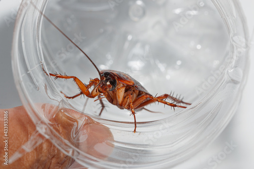Brown winged cockroach in Plastic bottle