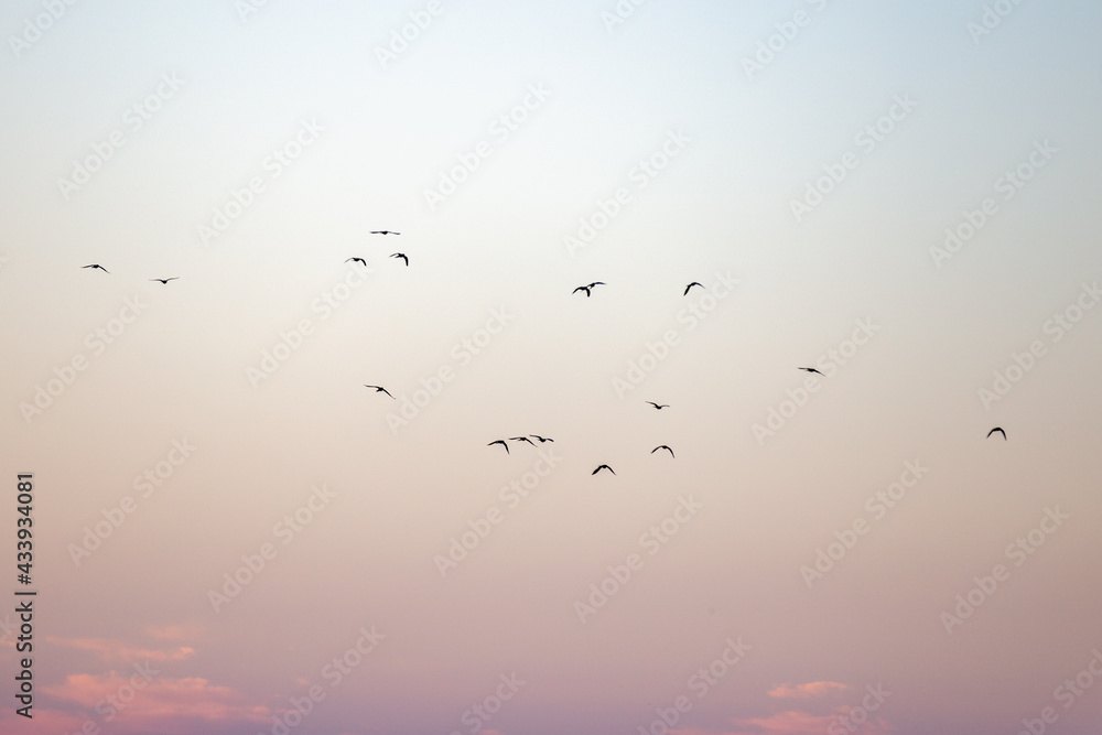 Flock of birds in the gradient sky in blue and orange colors in the horizon