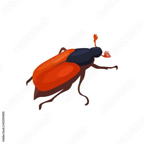 Bild auf Leinwand May beetle, Lamellar-whiskered