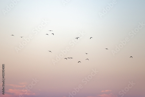 Flock of birds in the gradient sky in blue and orange colors in the horizon