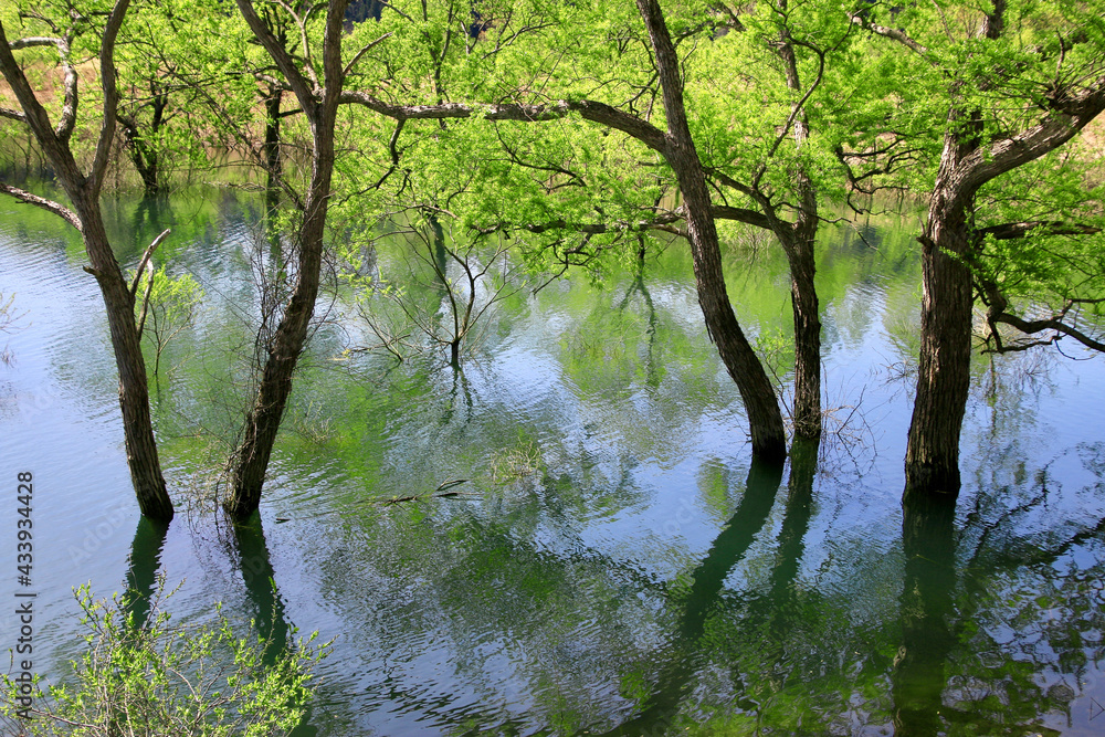 Fototapeta premium 白川湖の水没林（山形県・飯豊町）
