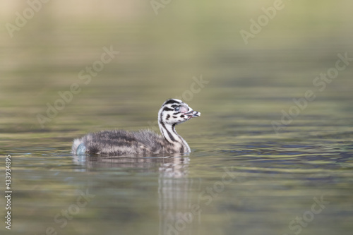 Wallpaper Mural A young Great crested grebe (Podiceps cristatus) swims around.

Photographed in the Netherlands. Torontodigital.ca
