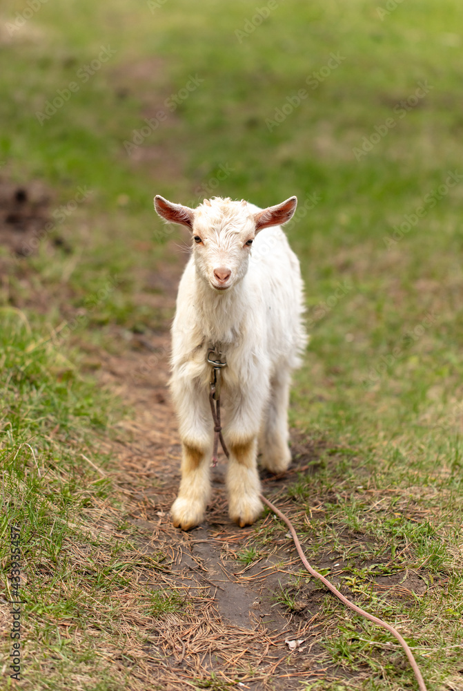 Portrait of a goat in the pasture. Portrait of a goat in the pasture.
