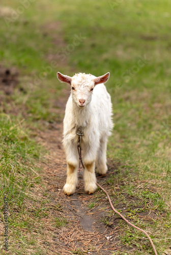 Portrait of a goat in the pasture.