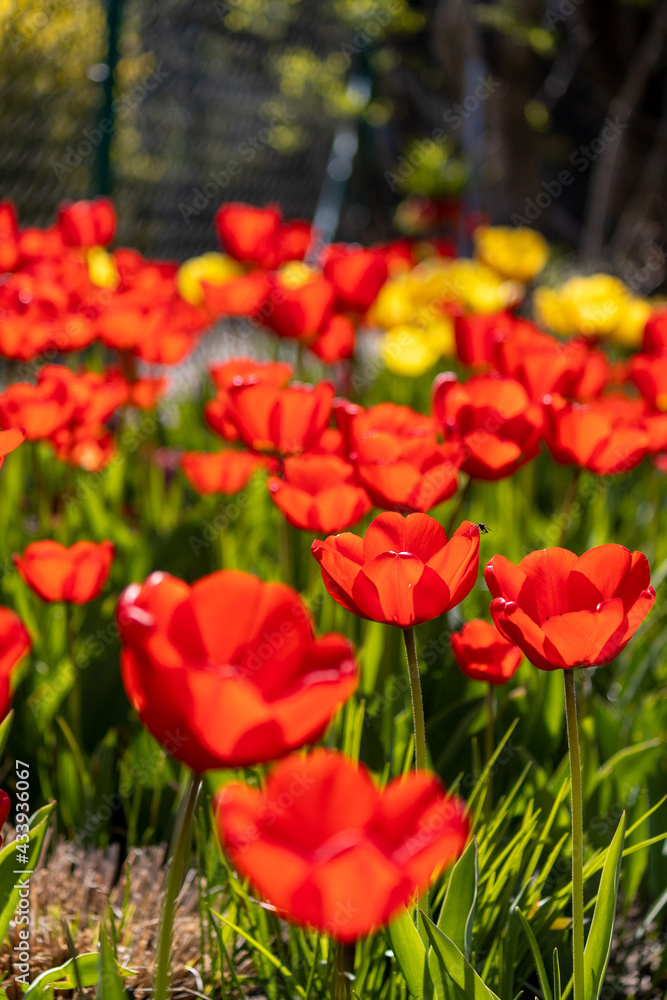 Obraz premium blooming red tulips in the garden
