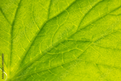 Close up of green leaf of plant as background.