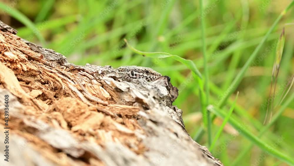 A lizard laying on a trunk watches a bug walking on grass. A lizard laying on a trunk watches a bug walking on grass.