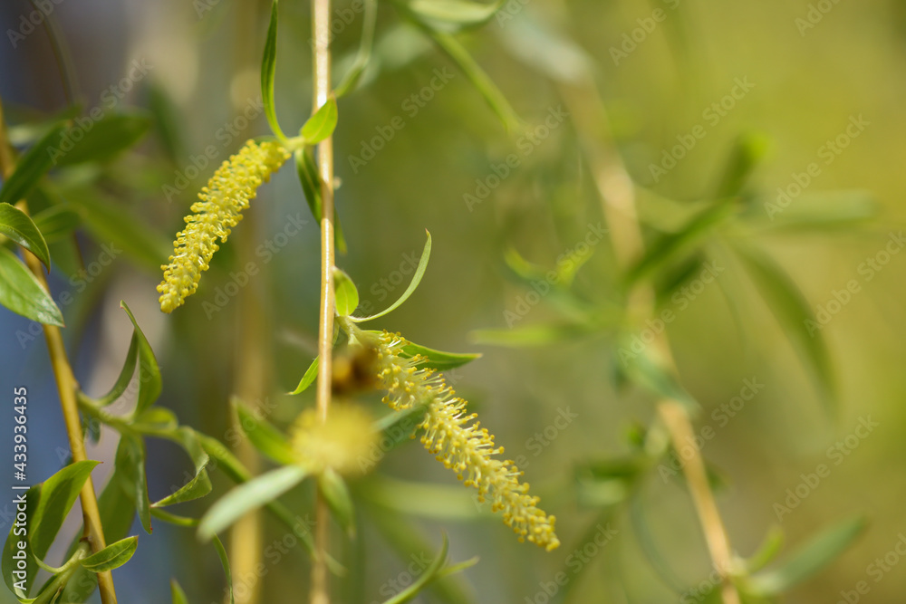 Naklejka premium Yellow flowers on a willow in spring.