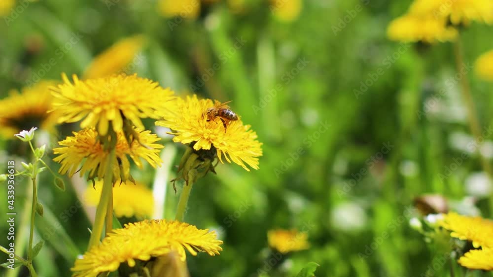 Bees collect pollen from dandelion flowers. Fresh yellow blowball dandelion flowers on a spring field. Abstract blurred background. Honey bee spoils dandelion flower Bees collect pollen from dandelion flowers. Fresh yellow blowball dandelion flowers on a spring field. Abstract blurred background. Honey bee spoils dandelion flower