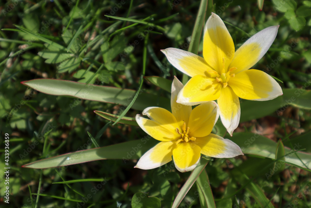 beautiful spring yellow flowers in the forest park closeup beautiful spring yellow flowers in the forest park closeup