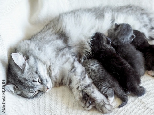 Mother cat feeding her newborn kittens. Cat sleeping , hugging her babies. Love and care for pets concept