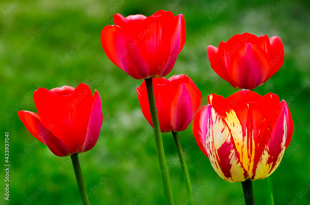 Tulips.
 On the right in the picture is a Tulip of the Triumph class. It has a double color. The flower is shaped like a wine glass.