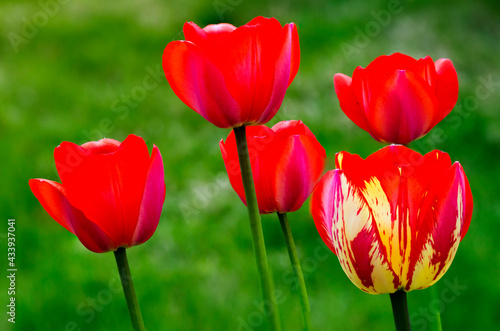 Tulips. On the right in the picture is a Tulip of the Triumph class. It has a double color. The flower is shaped like a wine glass.