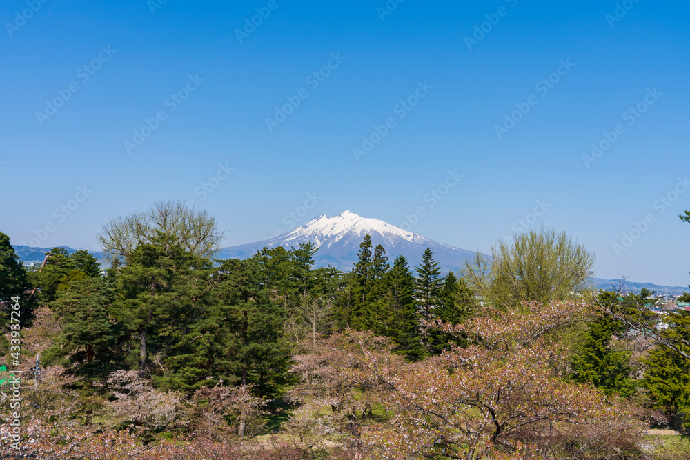 Obraz premium 【青森県】弘前公園の桜と岩木山