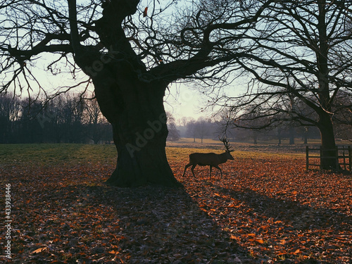 Autumn in the Wollaton Park photo