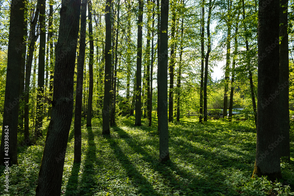 Obraz premium Green trees with yellow leaves in the forest