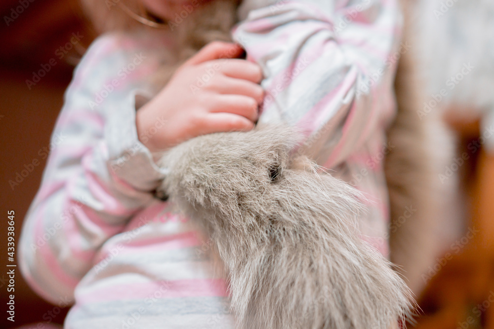 Kid hand holds a piece of real grey fur tail. Wool. Animals. Animal. Young. Fashion. Education Kid hand holds a piece of real grey fur tail. Wool. Animals. Animal. Young. Fashion. Education